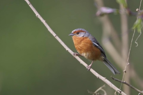 Rusty-browed Warbling-Finch (Poospiza erythrophrys) perched on a branch in Bolivia, South America