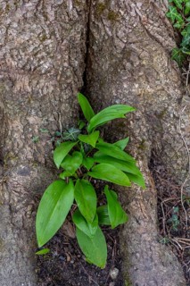 Wild garlic (Allium ursinum), leaves, wild garlic leaves, wild, tree, tree trunk, spring, Kochel,