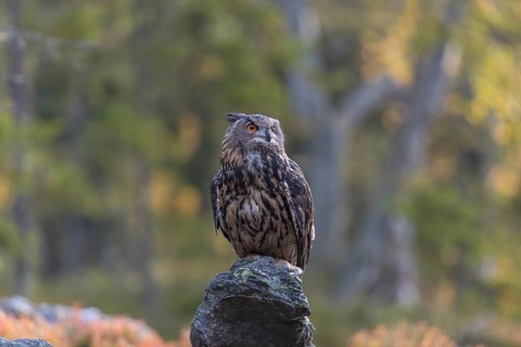 One Eurasian Eagle Owl, Bubo bubo, sitting on grey rocks, a green forest in the background. Early