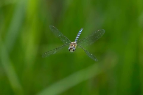 Migrant hawker dragonfly (Aeshna mixta) adult insect in flight in summer, England, United Kingdom