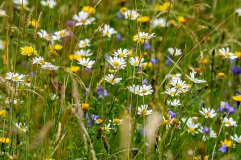 Flowering daisies (Leucanthemum), colourful flowers, grasses and insects in a wild, natural flower