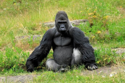 Western gorilla (Gorilla gorilla), adult, male, silverback, sitting on the ground
