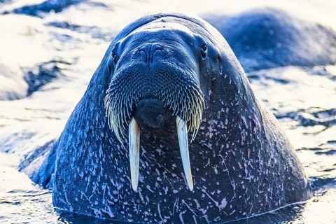 Close up at Walrus (Odobenus rosmarus) head in the sea with tusks and whiskers in arctic, Svalbard,