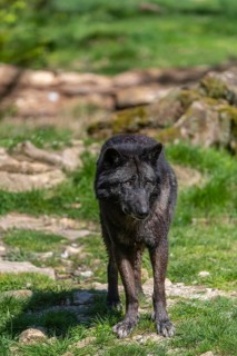 Portrait of a Timberwolf, Canis lupus lycaon