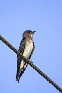 Gray-breasted Martin Progne chalybea chalybea Gulfito, Costa Rica 6 November Adult Hirundinidae