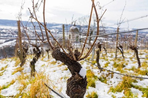 Snow-covered vines in the Radebeul vineyards, here the state vineyard Schloss Wackerbarth,