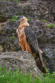 Bearded vulture (Gypaetus barbatus), sitting on a rock in a green, rocky landscape and opening its