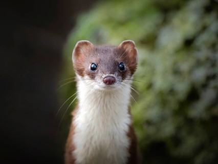 Ermine, large weasel (Mustela erminea), gazing attentively, Zurich, Switzerland