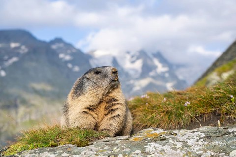 Alpine marmot (Marmota marmota) in autumn, Grossglockner, High Tauern National Park, Austria