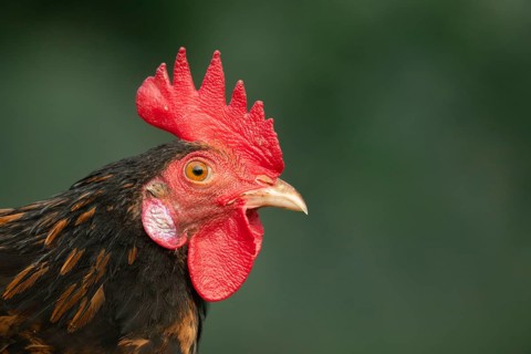 Close-up of a rooster (Gallus gallus) against a green background, Gazipur, Bangladesh