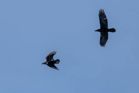 Two common ravens (Corvus corax) fly against a bright blue sky. Austria