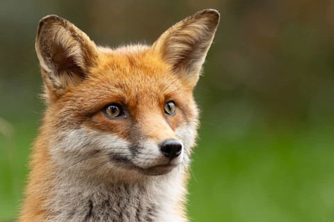 Red fox (Vulpes vulpes) adult animal head portrait, England, United Kingdom