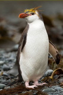 Royal Penguin (Eudyptes schlegeli), Macquarie Island, Australia