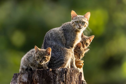 Mother cat is surrounded by her three kittens on a tree stump in the forest, wildcat (Felis