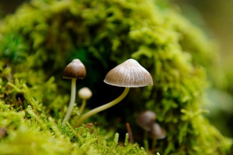 Close-ups of mushrooms emerging from dense green moss in the forest and creating a tranquil