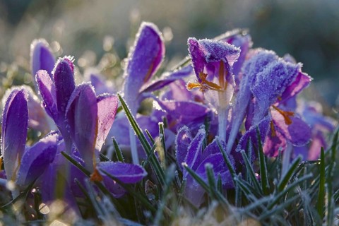 Crocus flower with hoarfrost, winter, Germany
