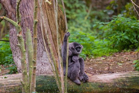 A female silvery gibbon (Hylobates moloch), or Javan gibbon sits with her baby in her arms on a