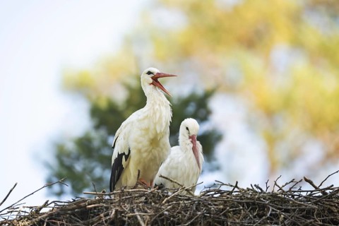 White stork (Ciconia ciconia) pair nesting on a nest in a forest, Hesse, Germany