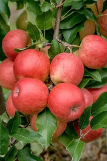 Apple (Malus domestica ROYAL GALA),  Germany