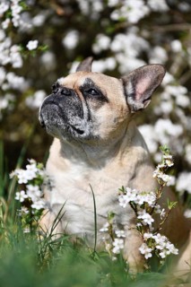 Senior fawn French Bulldog with black mask and gray hair sitting among white spring flowers