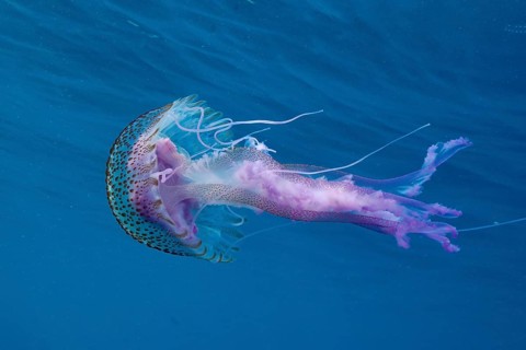 A luminous jellyfish (Pelagia noctiluca) with long, flowing tentacles floats intoxicatingly in the