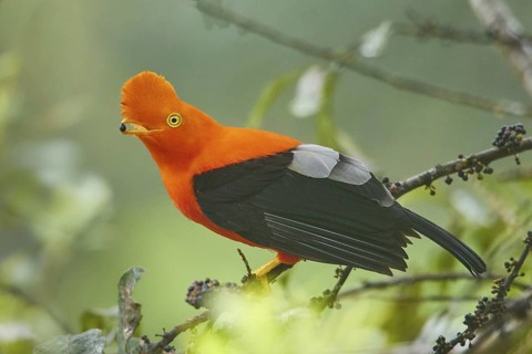 Andean Cock-of-the-rock (Rupicola peruvianus) perched on a branch, Ecuador