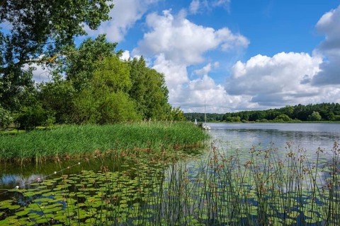 Shore area of a lake with water lilies and reeds under a blue sky, Nakenstorf, Neuklostersee,