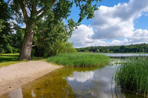 Large tree on the shore of a lake with blue sky and clouds, Nakenstorf, Neuklostersee,