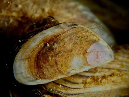 Close-up of a single quagga mussel (Dreissena rostriformis bugensis), invasive species, showing its