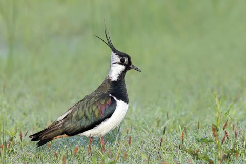 Lapwing (Vanellus vanellus), splendid plumage, foraging in a meadow, morning dew, wildlife,
