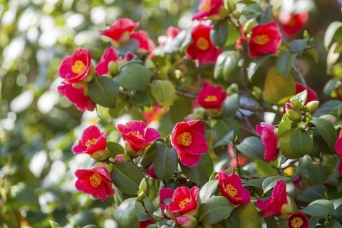 Ancient camellia in the shelter, Dresden, Saxony, Germany