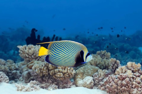 Emperor angelfish (Pomacanthus imperator) swimming over coral reef, Tuamotu Archipelago, French