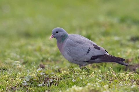 Stock Dove (Columba oenas) on field, North Rhine-Westphalia, Germany