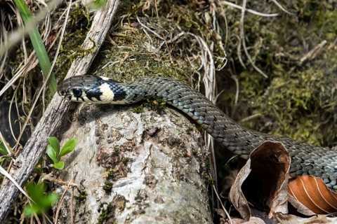 Snake, grass snake (Natrix natrix), juvenile, Oberallgäu, Allgäu, Bavaria, Germany