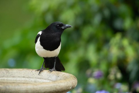 Eurasian magpie (Pica pica) adult bird on a garden bird bath, England, United Kingdom