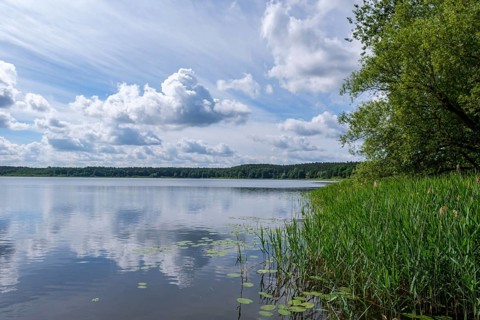 Calm lake with cloudy sky and reeds on the shore, Nakenstorf, Neuklostersee,
