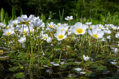 Common water-crowfoot (Ranunculus aquatilis L.), Dötlingen, Lower Saxony, Germany