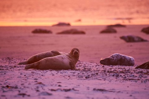 Grey seal (Halichoerus grypus) lying on the beach at sunset, Düne, Helgoland, Schleswig-Holstein,