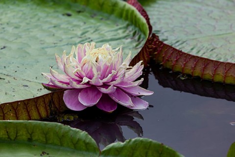 Giant water lily (Victoria amazonica) Pantanal Brazil