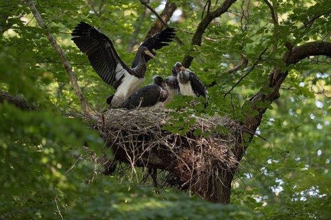 Black Stork (Ciconia nigra) juveniles in nest, North Rhine-Westphalia, Germany