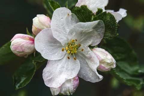 Close-up of an apple blossom (Malus flos) with pink accents and water droplets on wet petals,