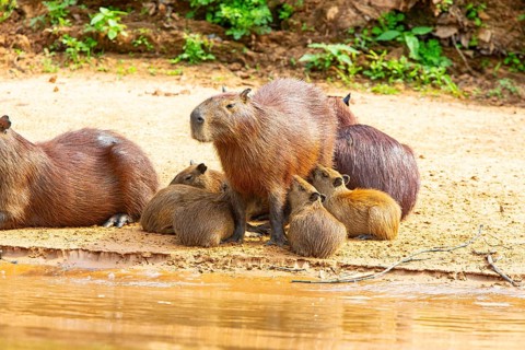 Capybara (Hydrochaeris hydrochaeris) Pantanal Brazil