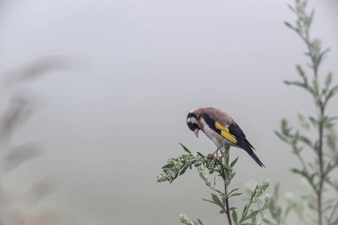 Goldfinch (Carduelis carduelis), Lower Saxony, Germany