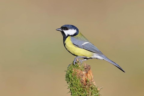 Great Tit (Parus major), male perched on a branch covered in moss and lichen, wildlife, animals,