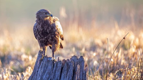 Lesser Spotted Eagle (Clanga pomarina), Mecklenburg-Western Pomerania, Germany