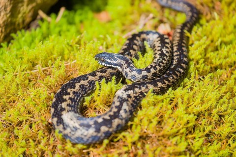 One Vipera berus, the common European adder or common European viper, rests on moss in bright