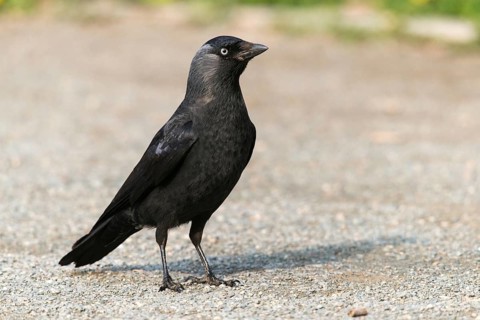 Corvus monedula, jackdaw, birds, corvidae family of birds, passeri, corvids, songbirds, birds