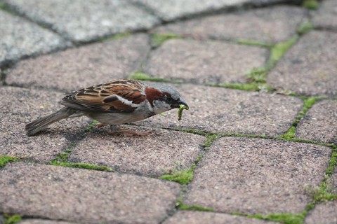 House sparrow (Passer domesticus), male, box tree moth (Cydalima perspectalis), caterpillar, North