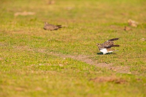 White-bellied Nightjar (Podager nacunda) Pantanal Brazil