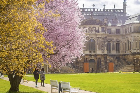 Blossoming tree at the palace in the Great Garden, Dresden, Saxony, Germany